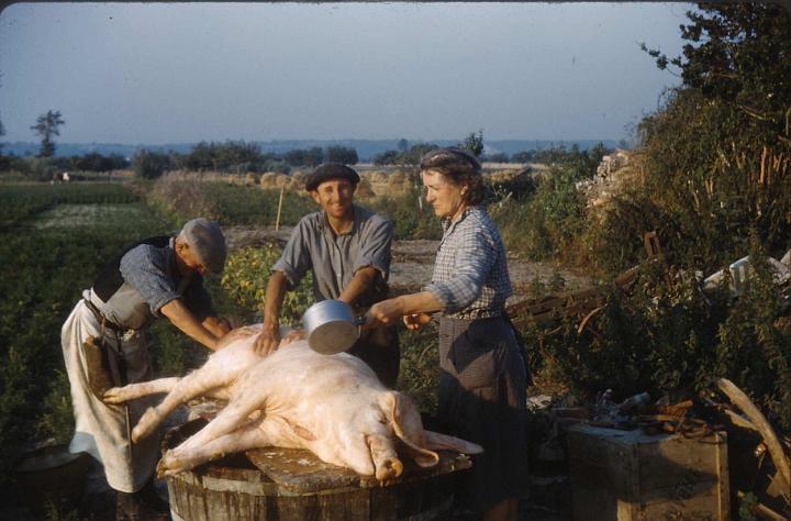 cherrueix_agriculture_le tueur de cochons.jpg
